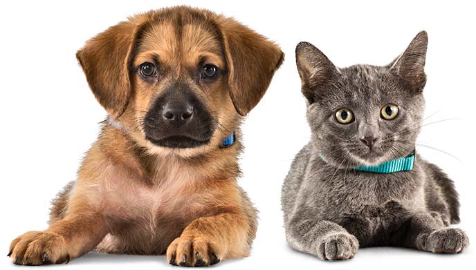 Pets Club